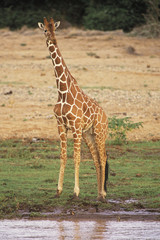 reticulated giraffe