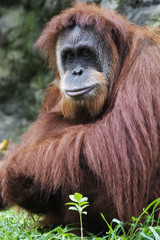 orangutan (pongo pygmaeus), borneo, indonesia © David Davis
