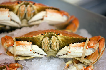 dungeness crab © Natalia Bratslavsky