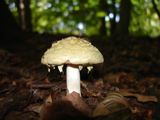 champignon2