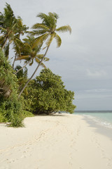 maldivian island coast © Albo