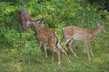 doe and fawns