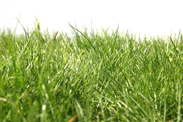 green meadow