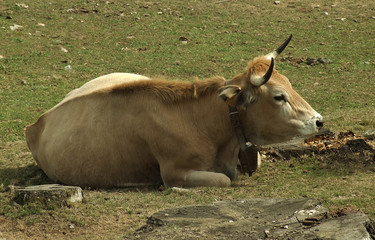 Fototapeta premium vaca