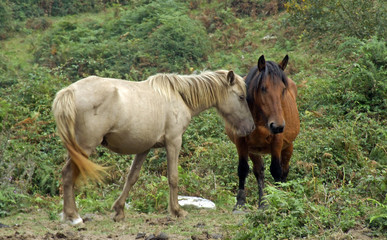 Fototapeta premium caballos