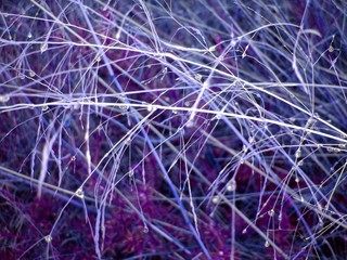 perles de pluie sur herbe