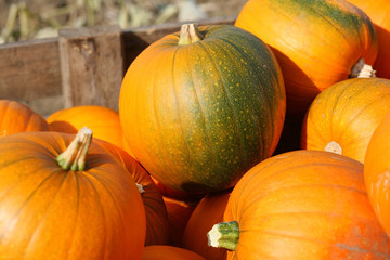 pumpkins8
