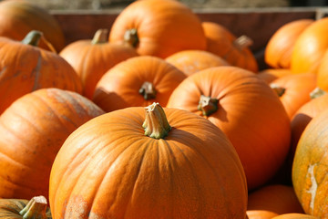 pumpkins5 © MLA Photography