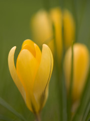 Fototapeta premium crocus
