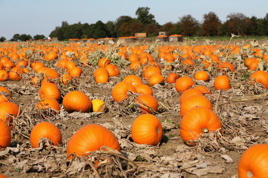 pumpkin field1