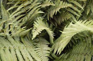 heart of ferns