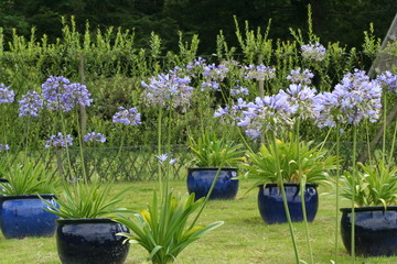 alignement de fleurs