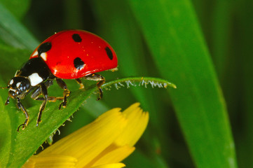 mariquita sobre la hierba © José 16