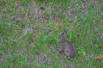 cottontail rabbit