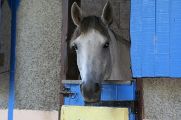 cheval dans son box