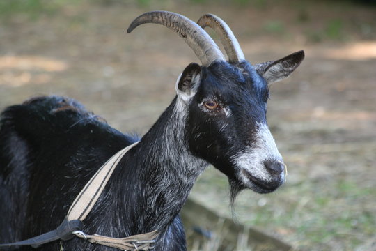 biquette