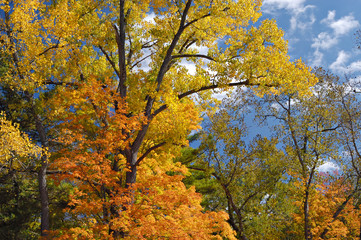 autumn trees against sky