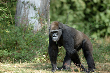 gorille