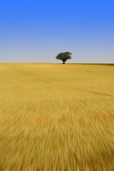Fototapeta na wymiar lone tree in corn field