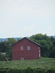 Fototapeta na wymiar red barn