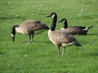 canadian geese
