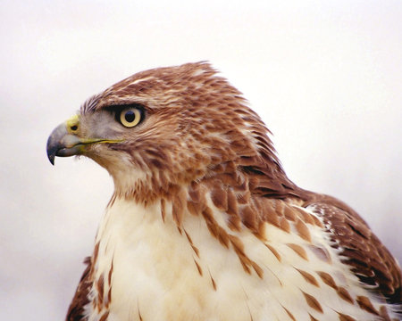 red-tailed hawk profile