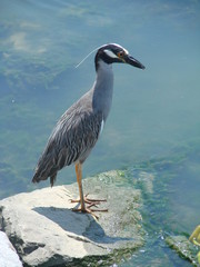 yellow crosned night heron 2