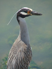 yellow crowned night heron 6
