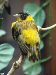 yellow and brown bird