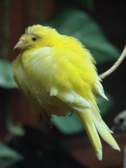 yellow bird in branch