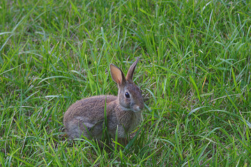 rabbit