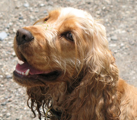 Fototapeta premium clara 6