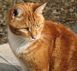 jasper 1