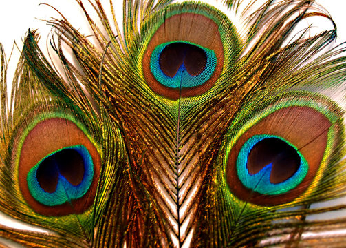 Fototapeta peacock