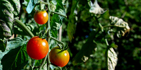panorama tomatoes