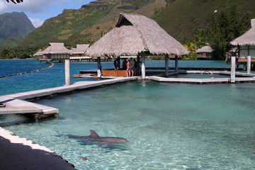 dolphin in a bassin