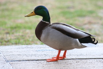 ente