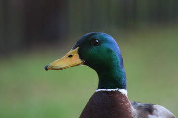 ente