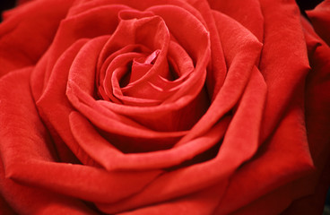 perfect red rose