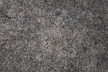 crustose lichen