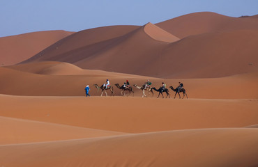 Fototapeta na wymiar wielbłądy na Saharze