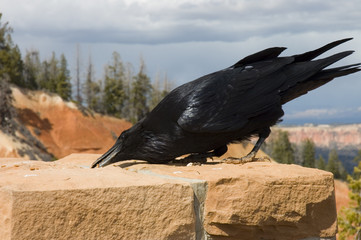 the hungry raven in Bryce Canyon National Park, Utah