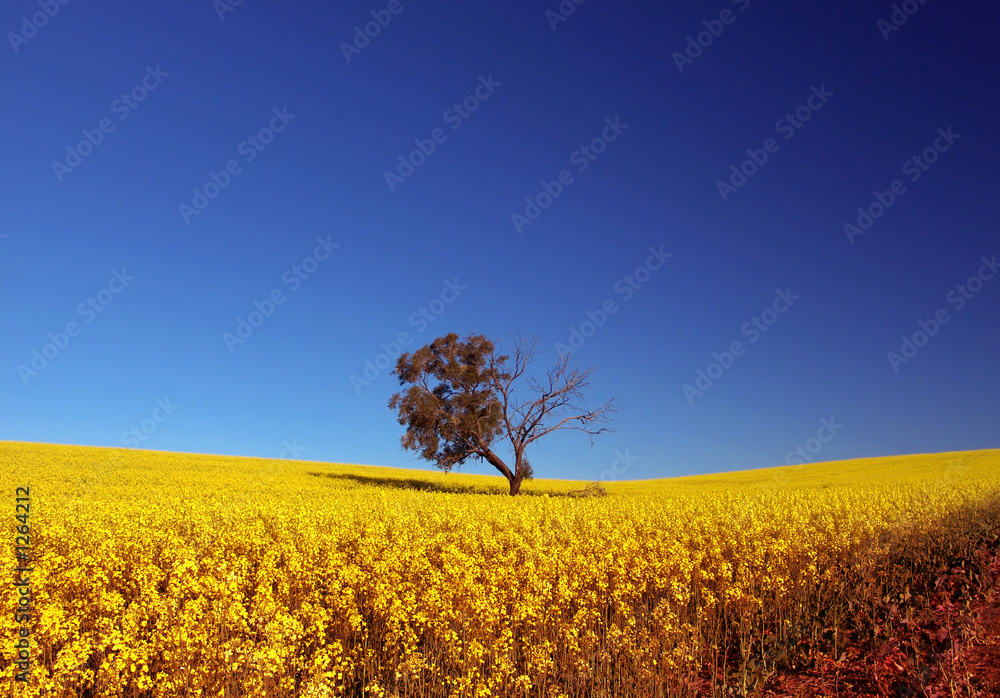 Wall mural canola field