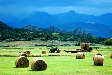 mountain hay