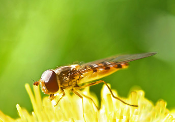 schwebfliege