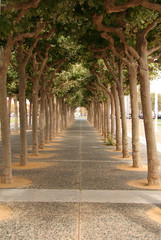 tree alley