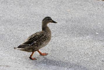 walking duck