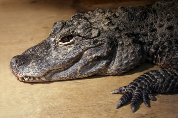 young crocodile