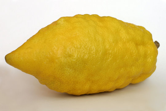 jewish citron - isolated