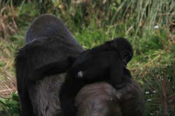 gorilla mother and baby 4